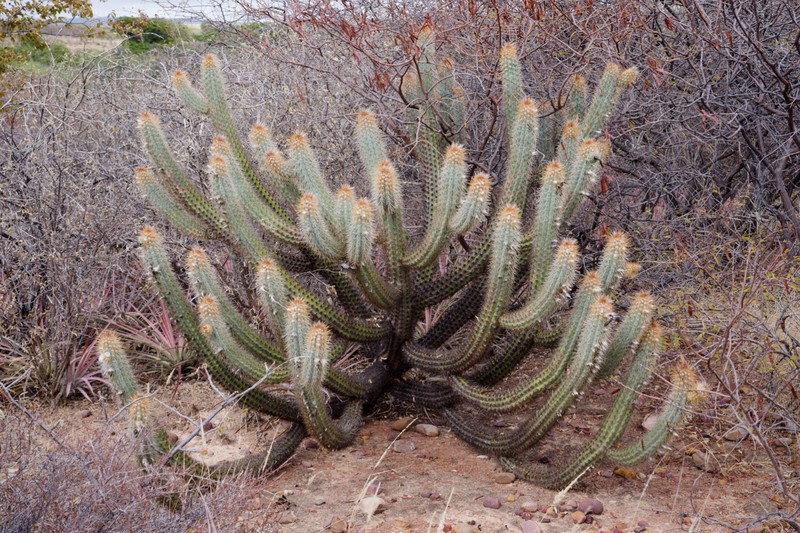 Xiquexique gounellei subsp. zehntneri photo 3