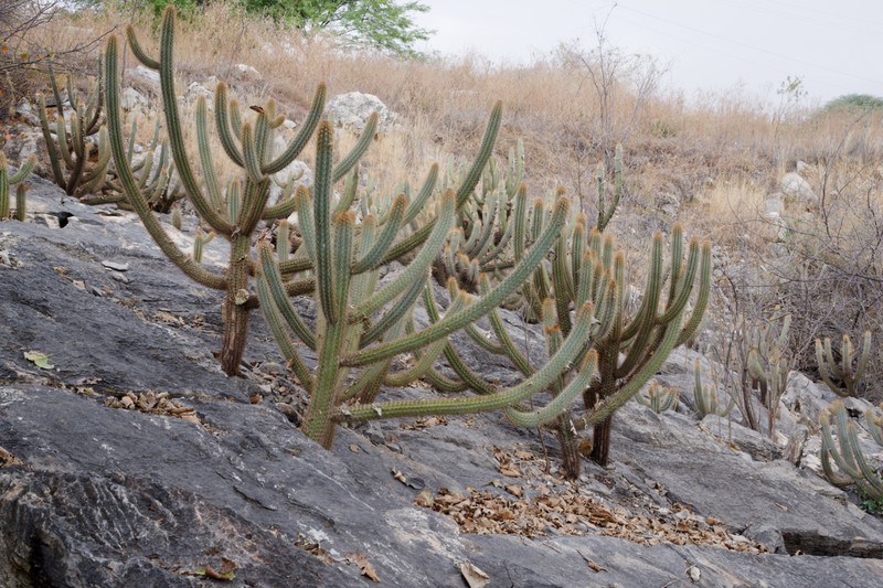 Xiquexique gounellei subsp. zehntneri photo 4