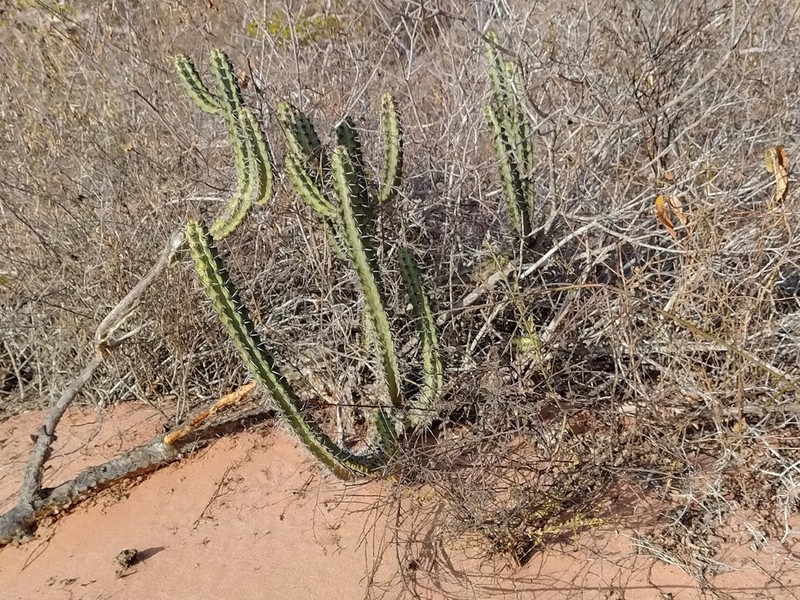 Xiquexique tuberculatus
