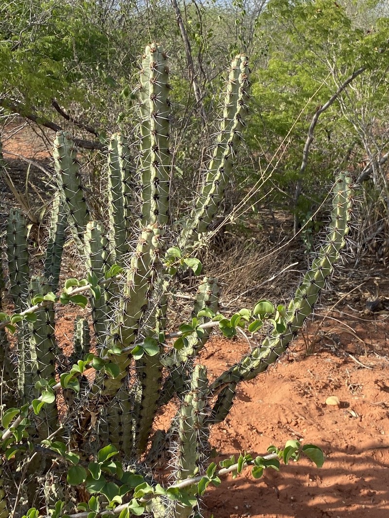 Xiquexique tuberculatus photo 2