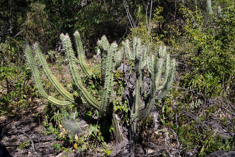 Xiquexique tuberculatus photo 3