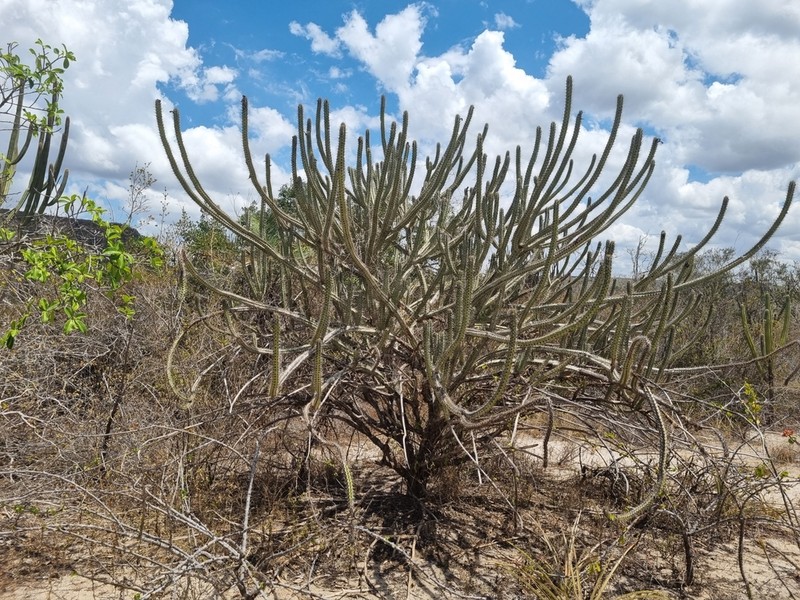 Xiquexique tuberculatus photo 4