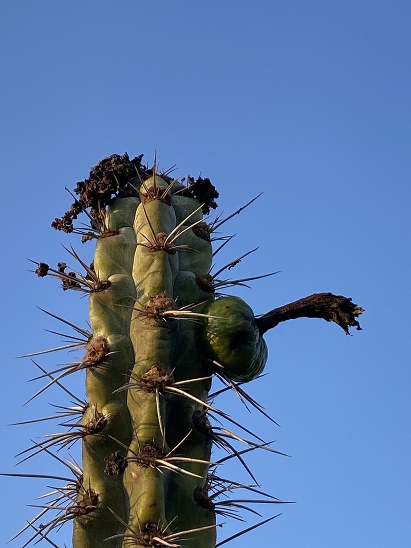 Xiquexique tuberculatus photo 5