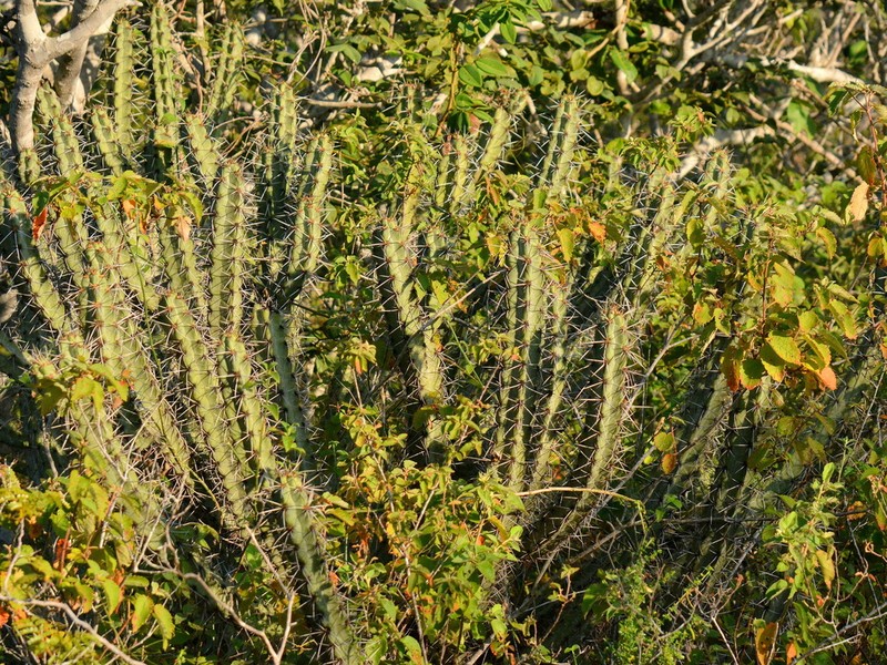 Xiquexique tuberculatus photo 6