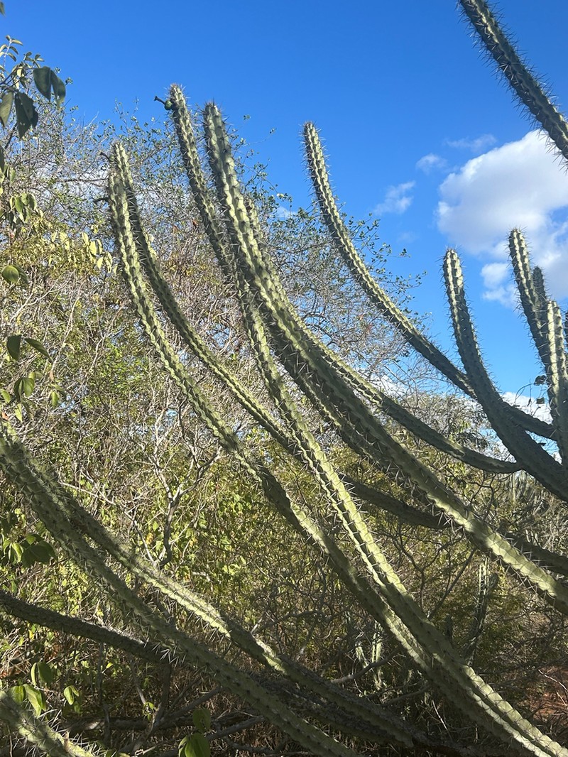 Xiquexique tuberculatus photo 8