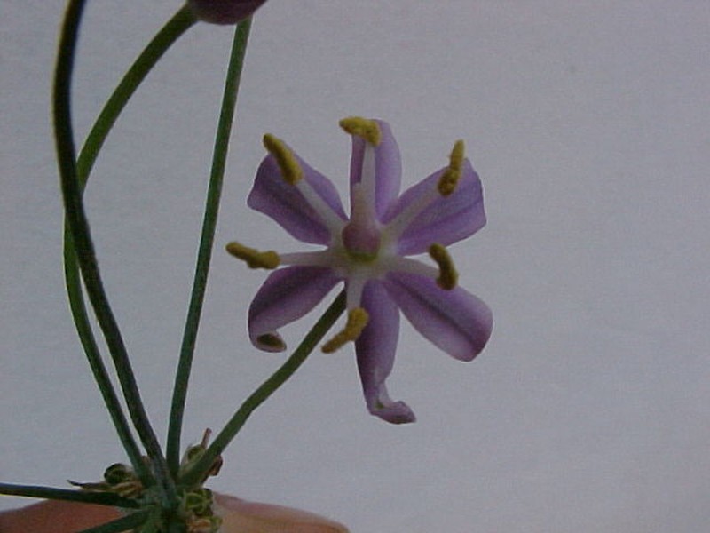 Xochiquetzallia hannibalii