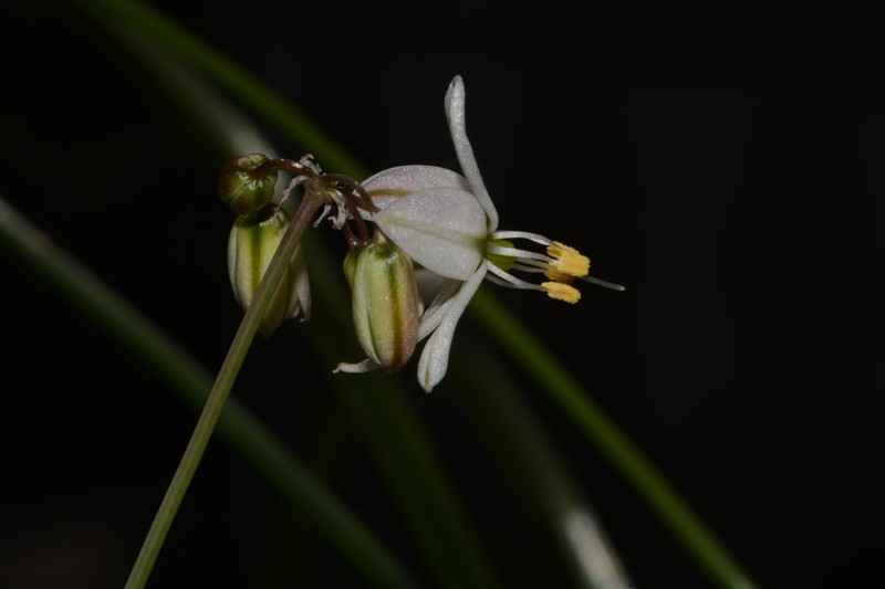 Xochiquetzallia thadhowardii photo 2