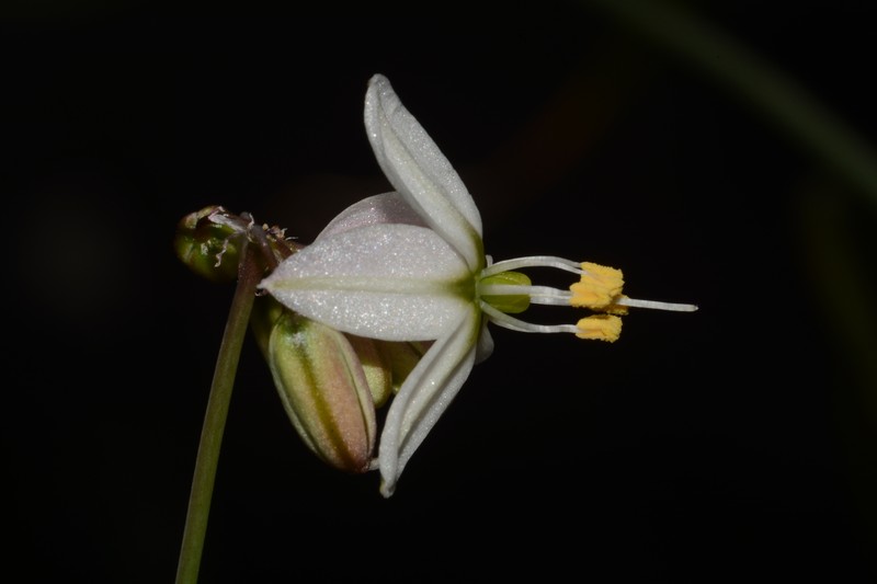 Xochiquetzallia thadhowardii photo 3