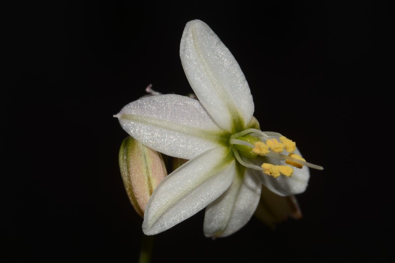Xochiquetzallia thadhowardii photo 4