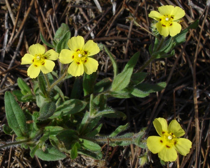 European Frostweed