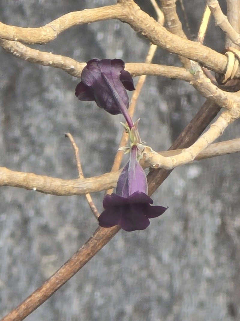 Xylacanthus laoticus photo 2