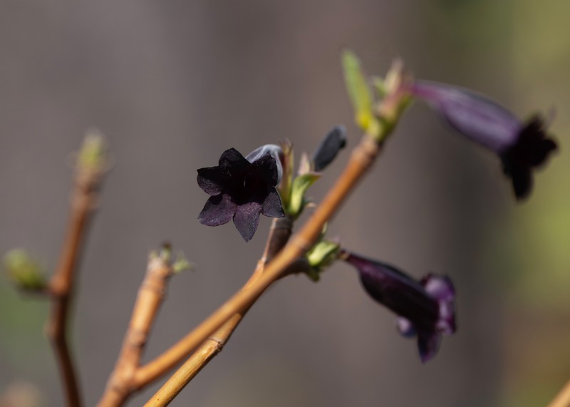 Xylacanthus laoticus photo 6