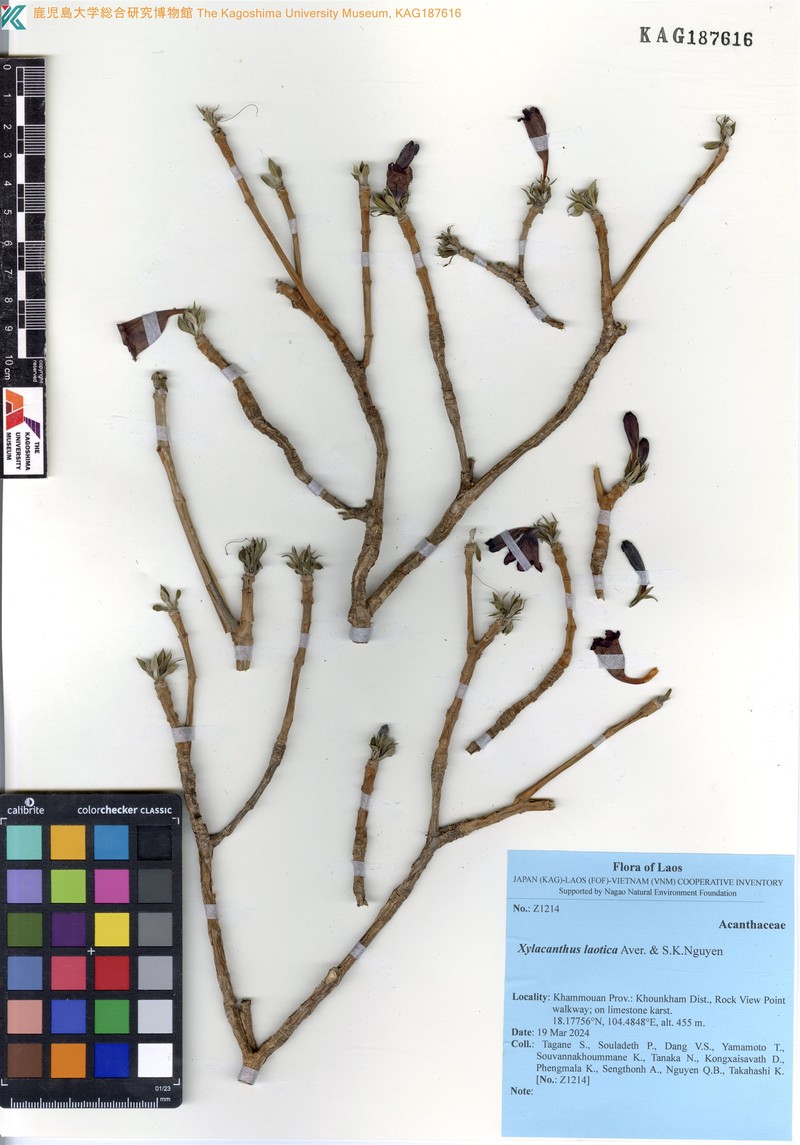 Xylacanthus laoticus photo 7