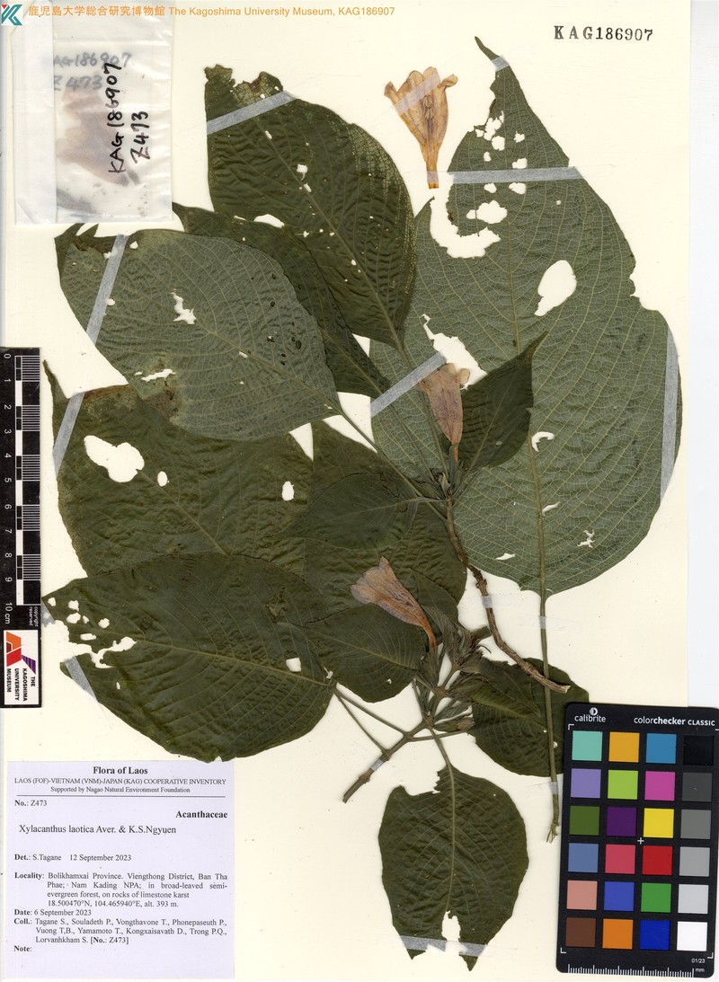 Xylacanthus laoticus photo 8
