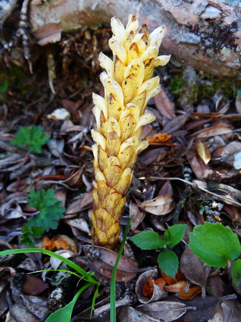 Xylanche himalaica