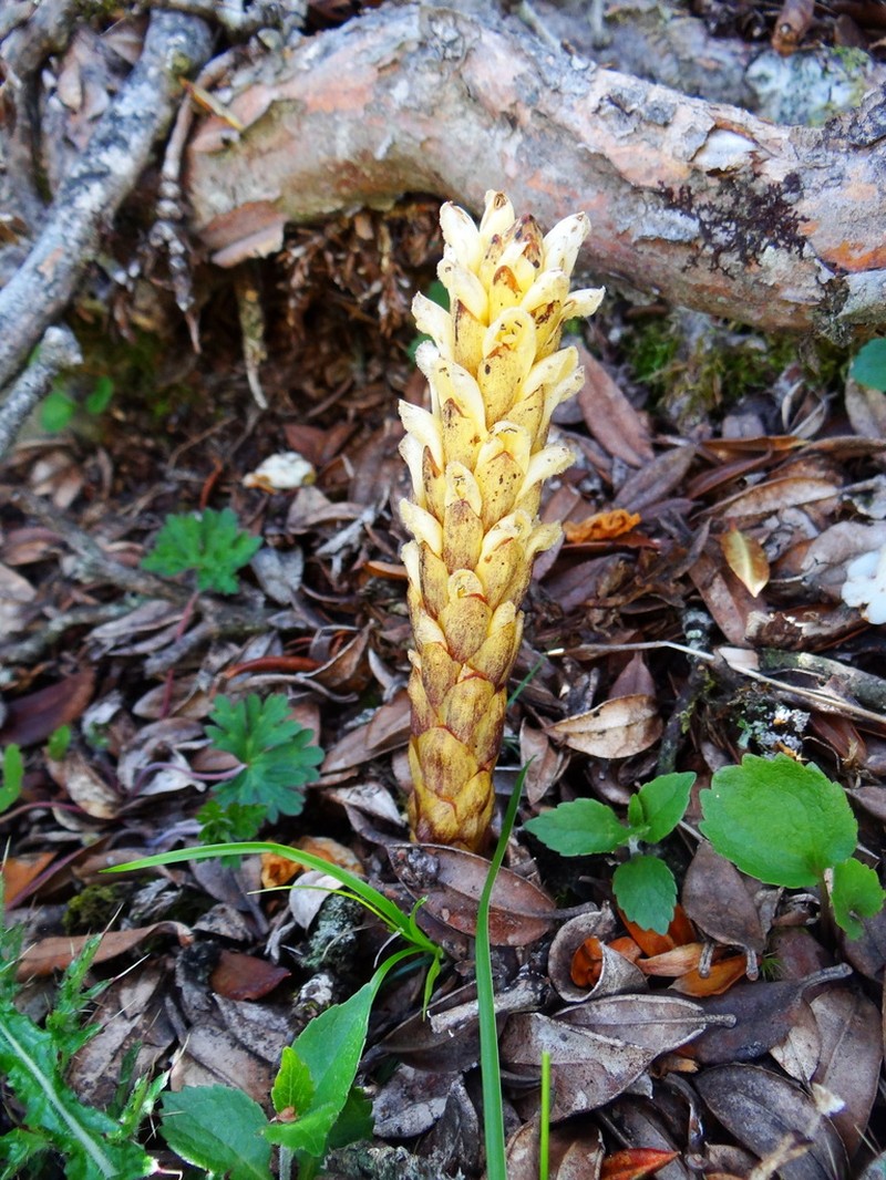 Xylanche himalaica photo 3