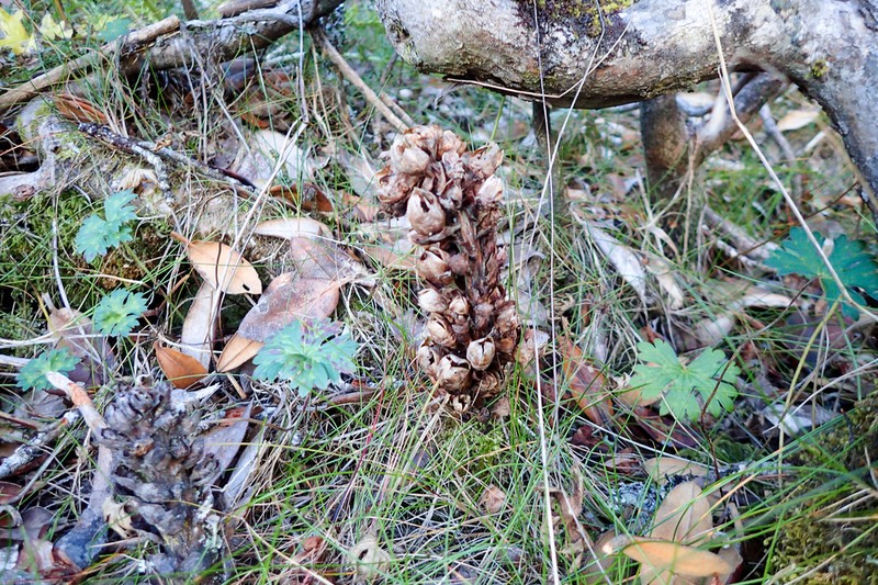 Xylanche himalaica photo 5