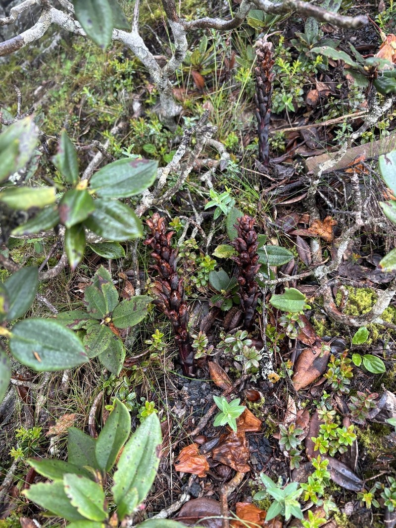 Xylanche himalaica photo 7