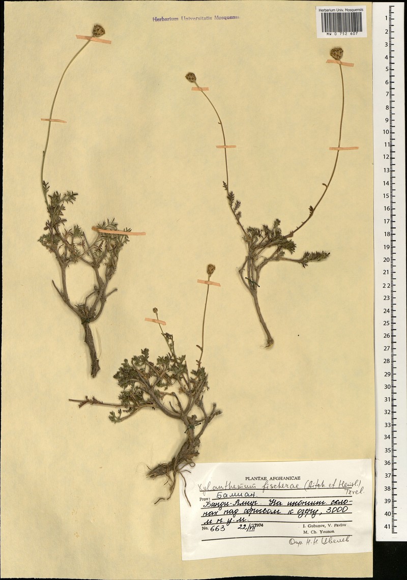 Xylanthemum fisherae