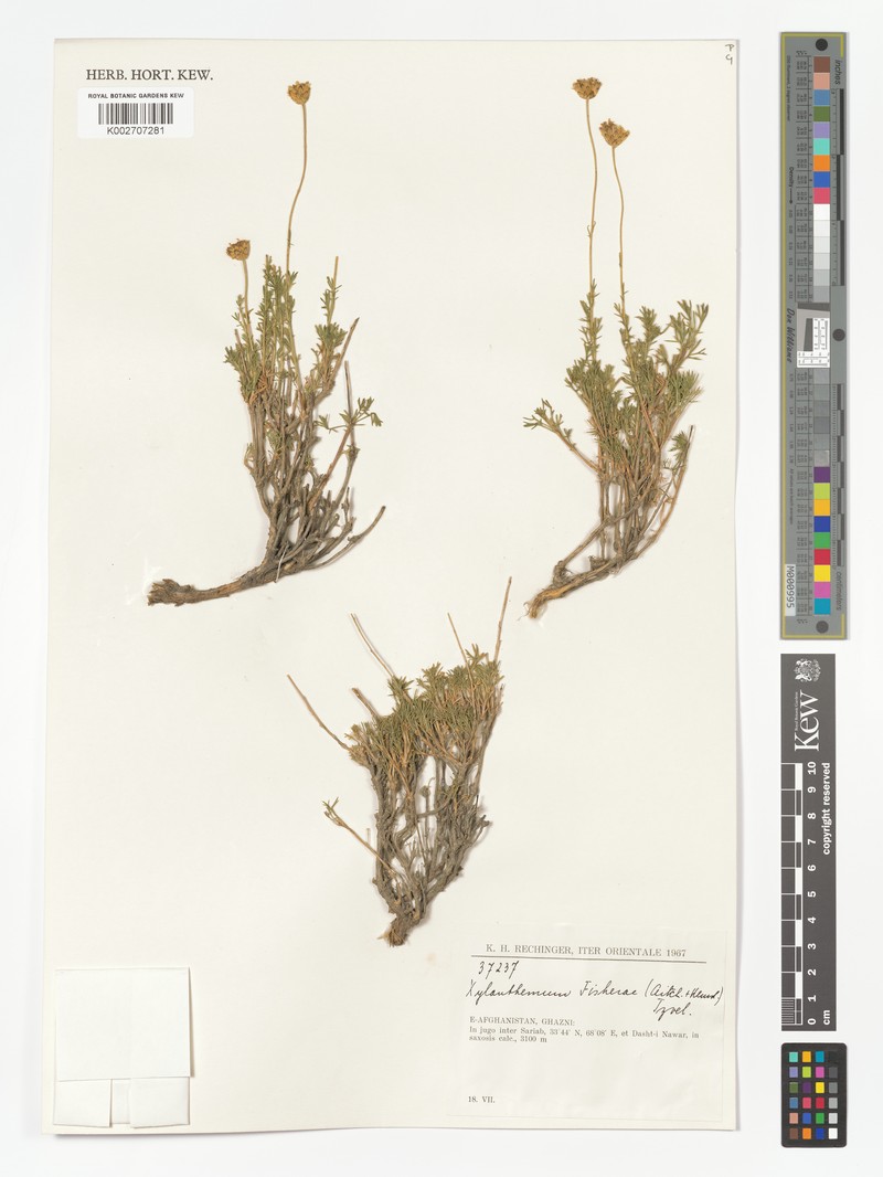 Xylanthemum fisherae photo 2