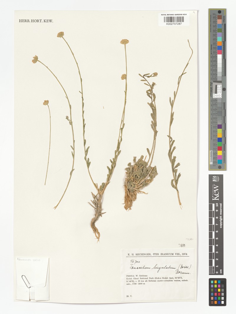 Xylanthemum lingulatum