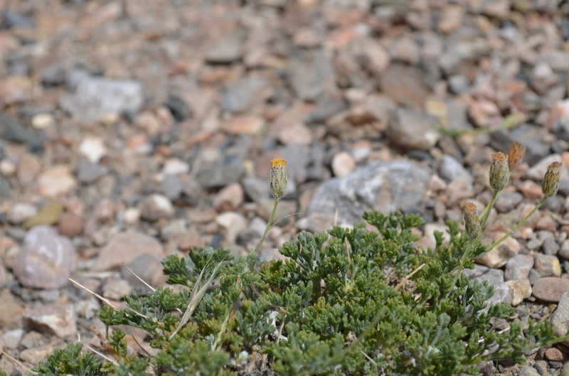 Xylanthemum pamiricum photo 7