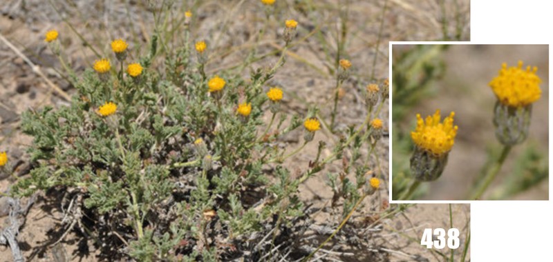 Xylanthemum pamiricum
