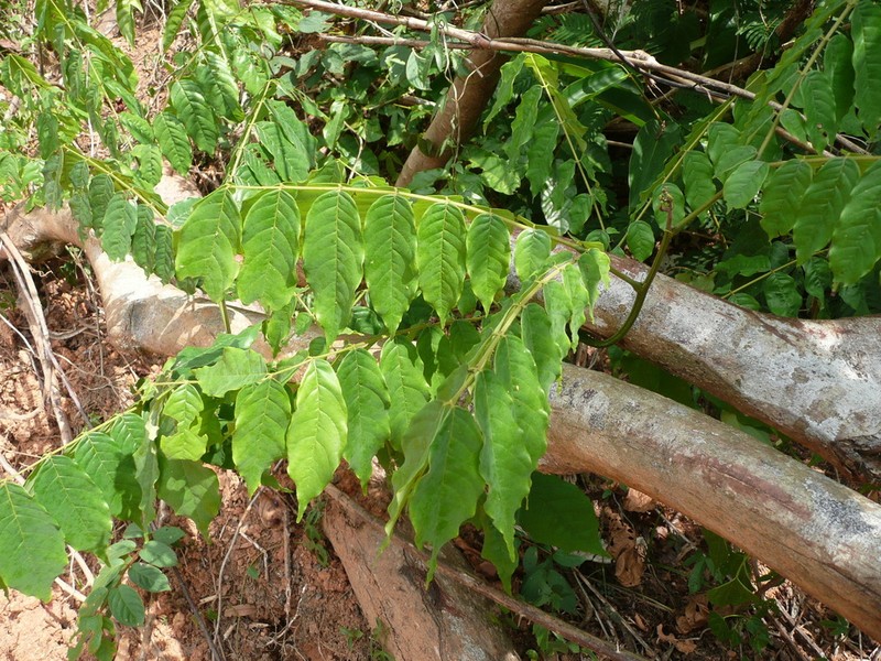 Xylia evansii photo 3