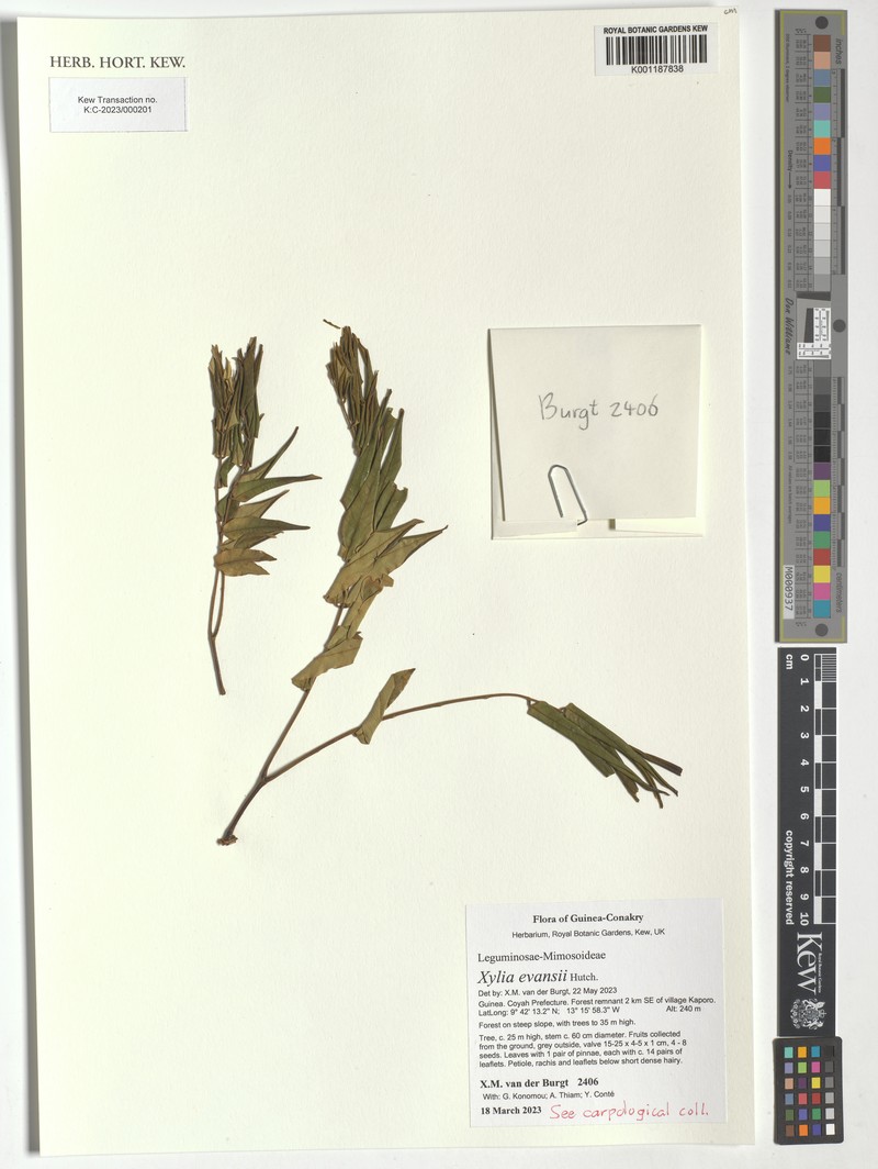Xylia evansii photo 5