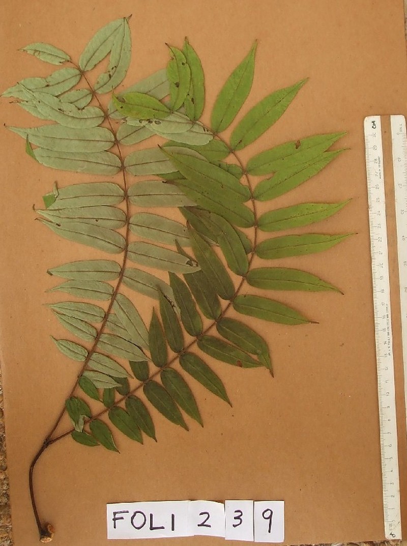 Xylia evansii photo 6