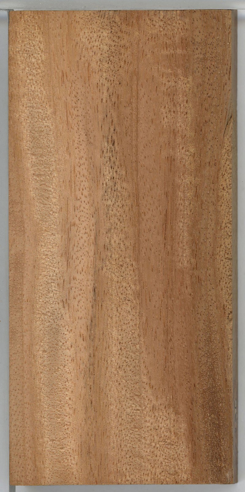 Xylia evansii