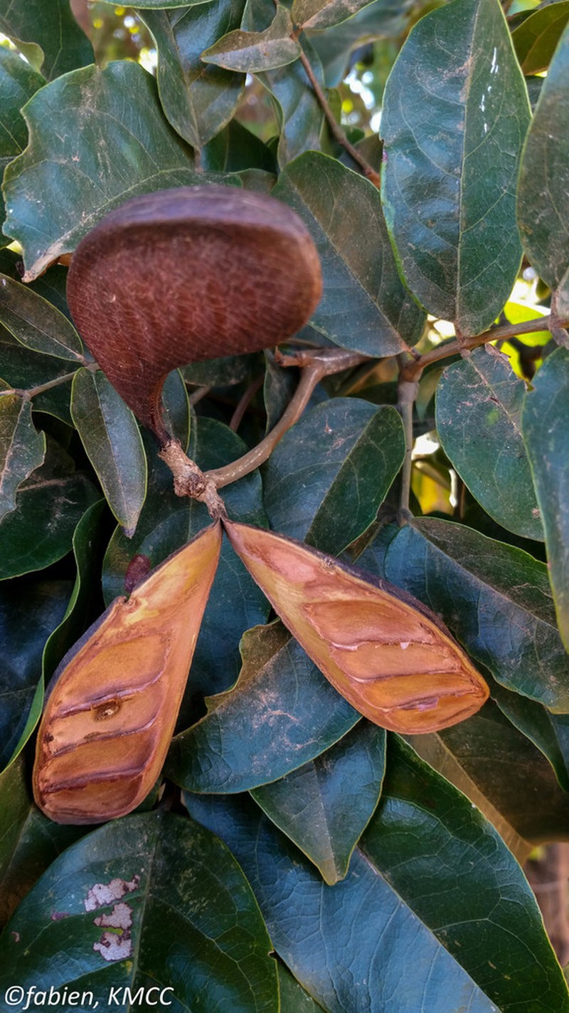 Xylia fraterna