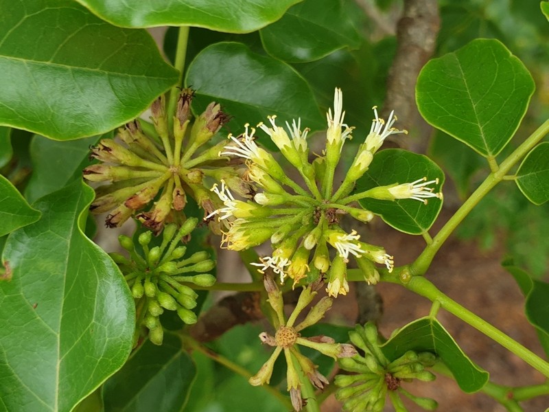 Xylia fraterna photo 5