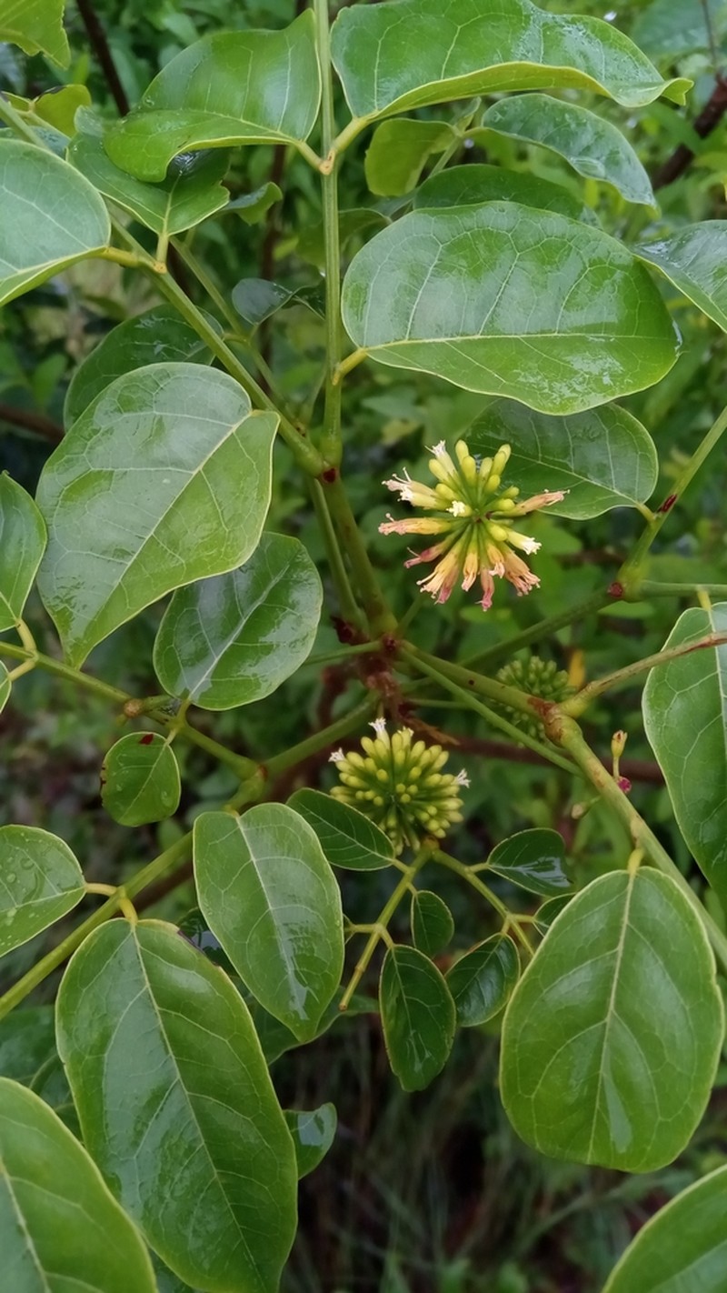 Xylia fraterna photo 6