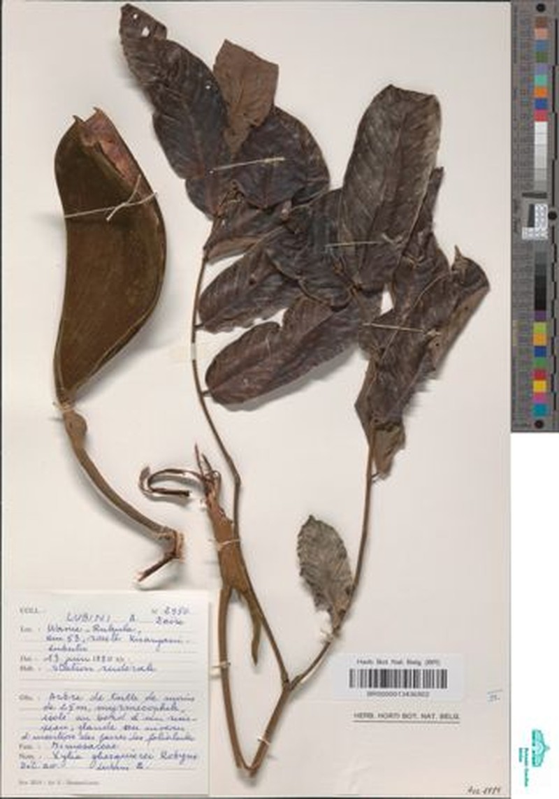 Xylia ghesquierei