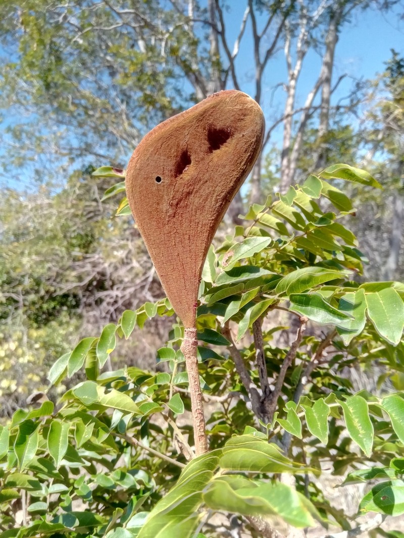 Xylia hoffmannii