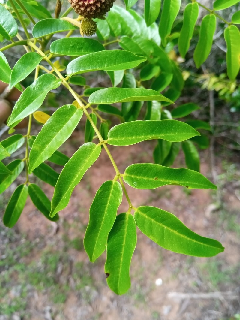 Xylia hoffmannii photo 2