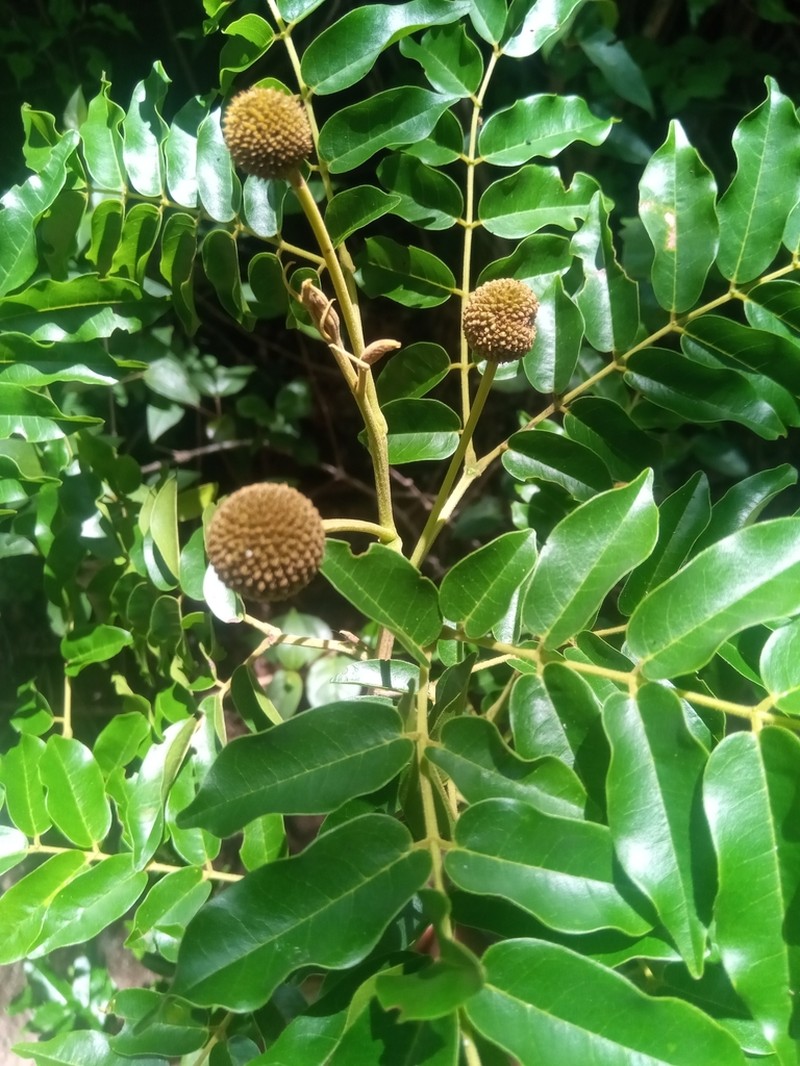 Xylia hoffmannii photo 3