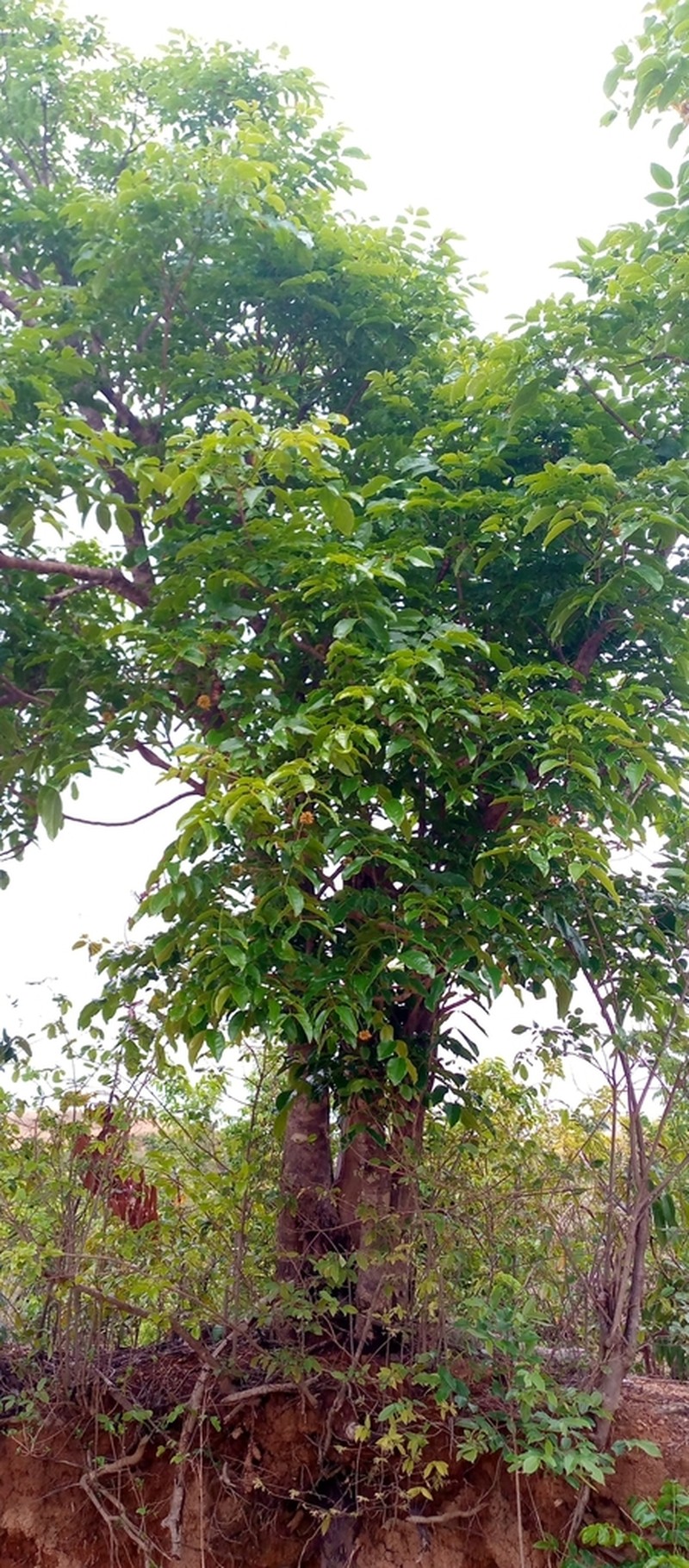 Xylia hoffmannii photo 5
