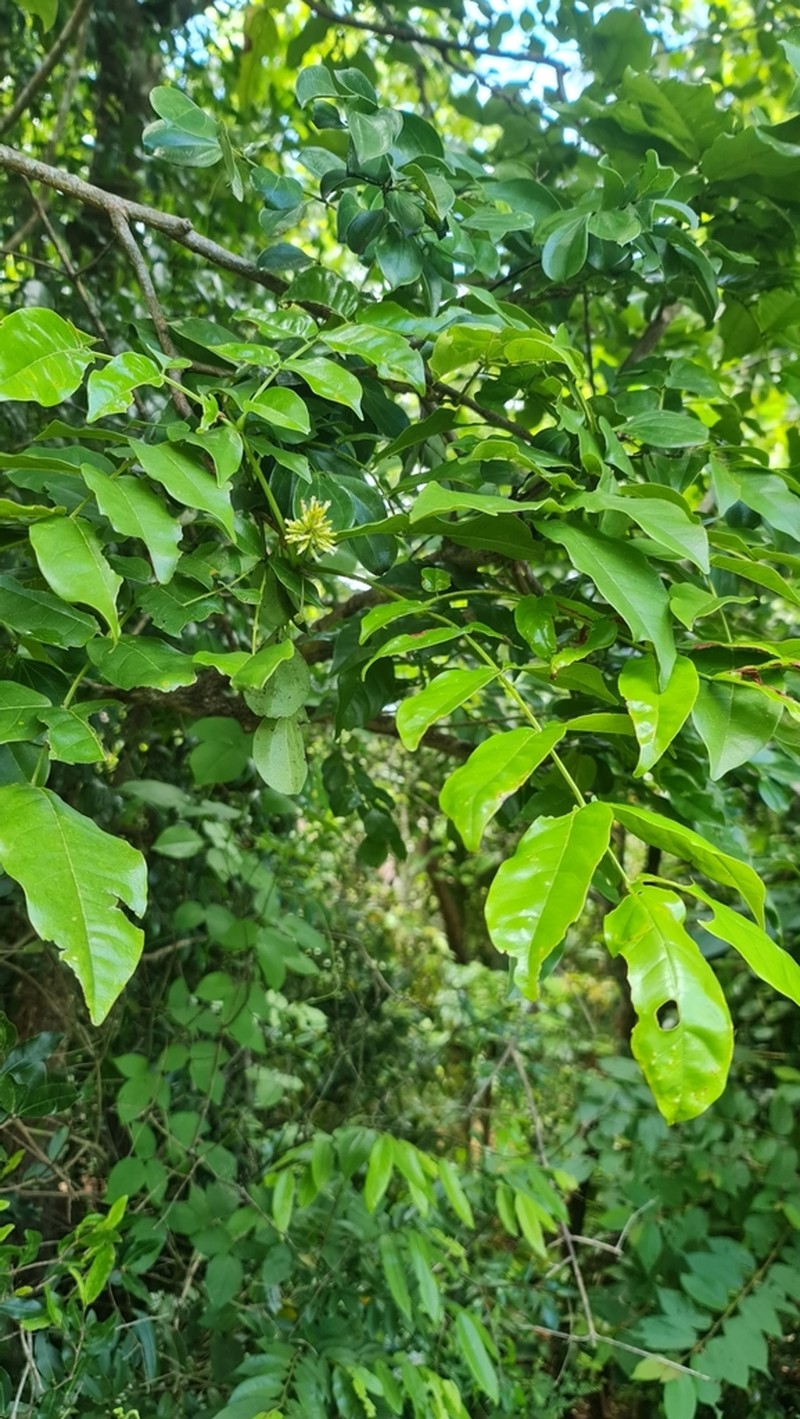 Xylia hoffmannii photo 6