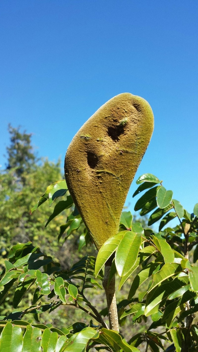 Xylia hoffmannii photo 8