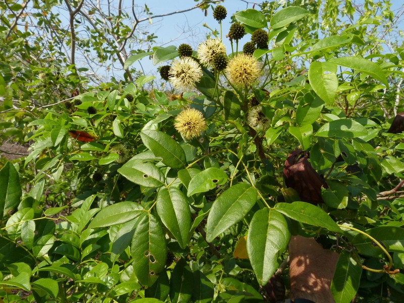 Xylia mendoncae photo 2