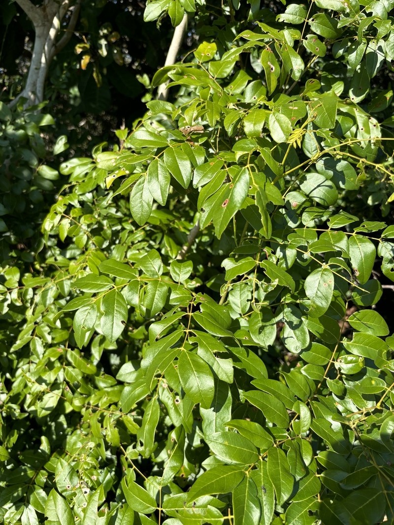 Xylia mendoncae photo 3