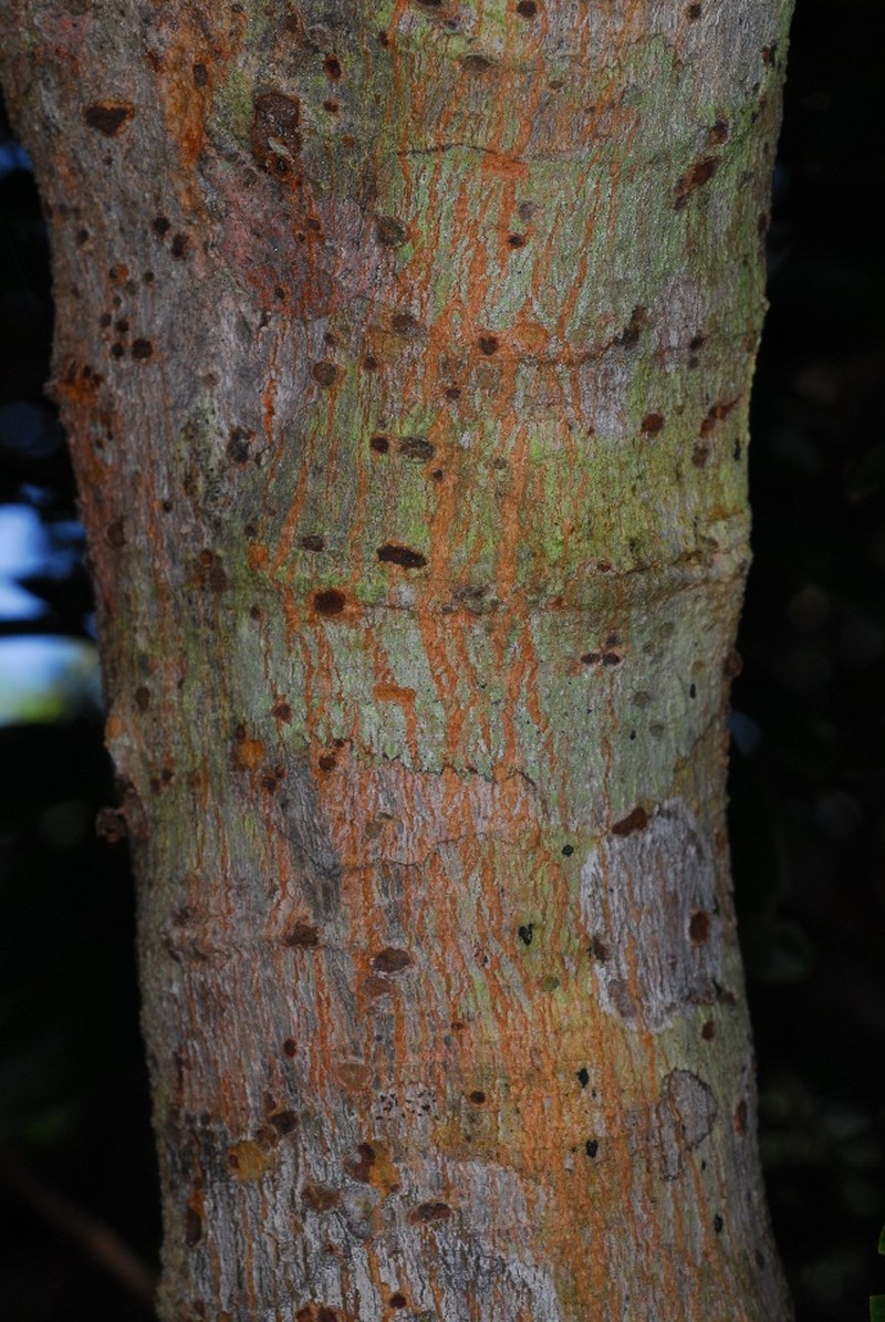 Xylia mendoncae photo 4
