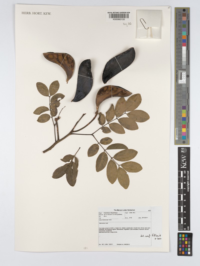 Xylia mendoncae photo 5