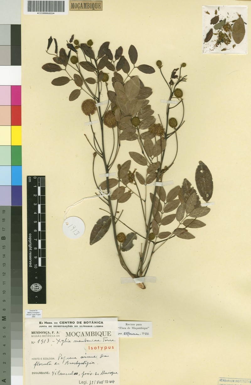 Xylia mendoncae