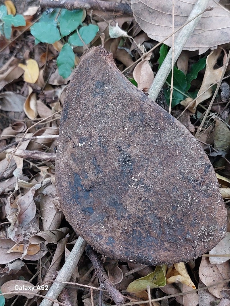Xylia torreana