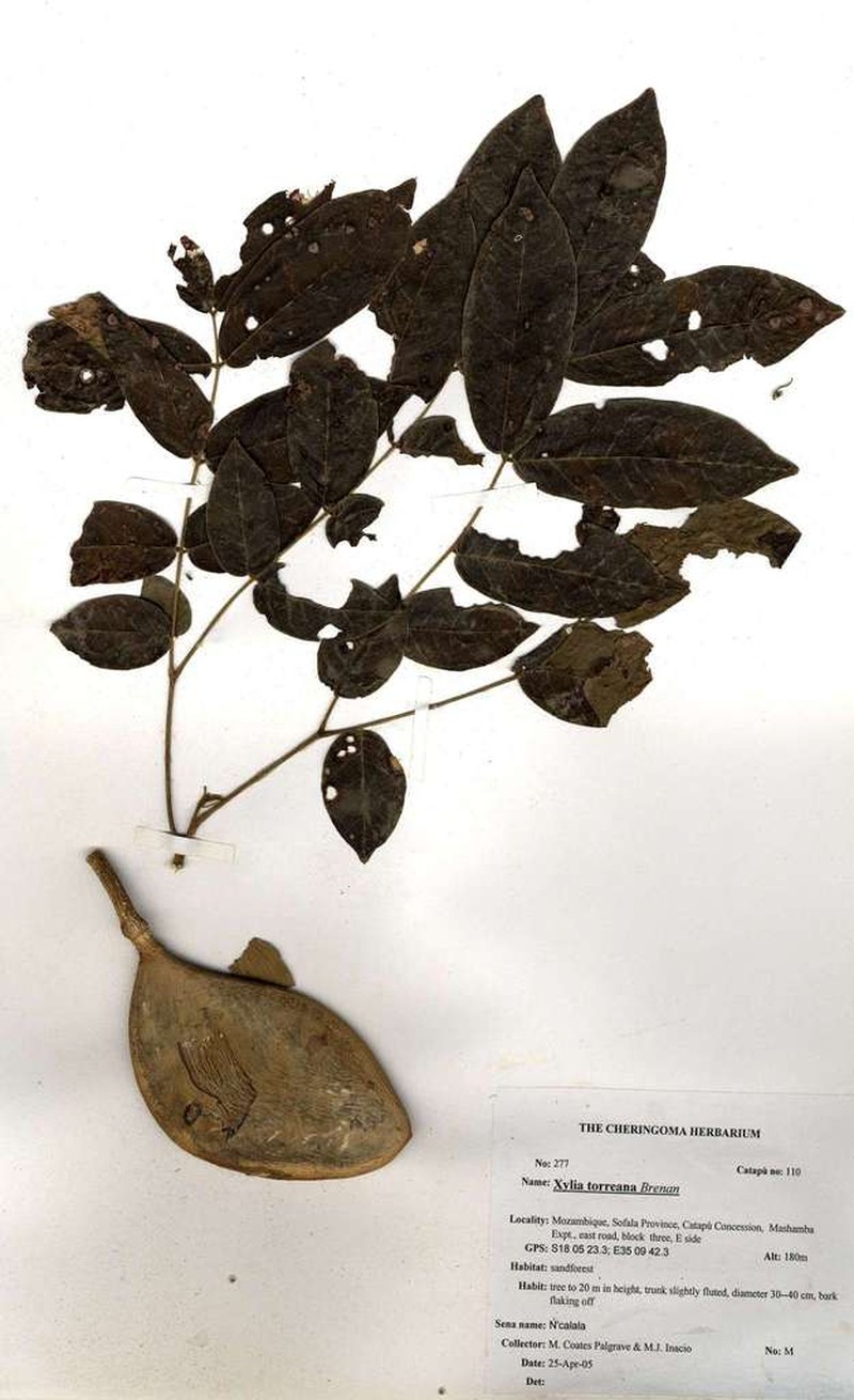 Xylia torreana photo 2
