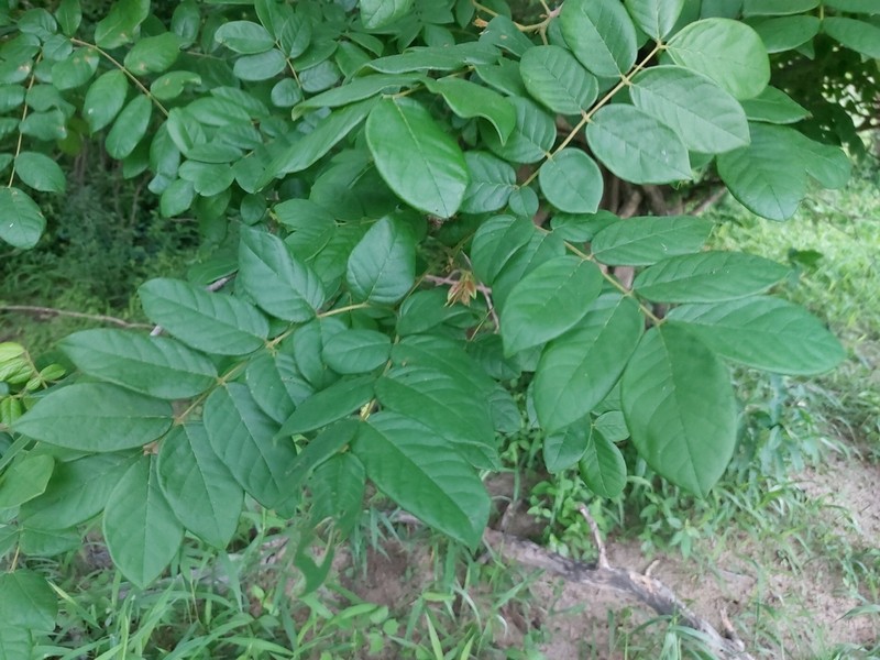 Xylia torreana photo 3