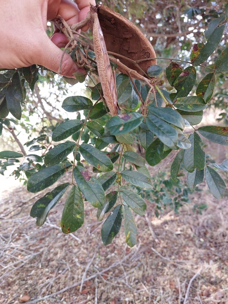 Xylia torreana photo 4